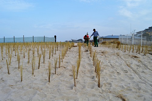 Warnemünde
Planting of beach grass at Warnem&uuml;nde beach<br />
Küste - Strand, Tourismus, Öffentlicher Bereich/Strand, Küstenschutz
Svenja Höft, EUCC-D